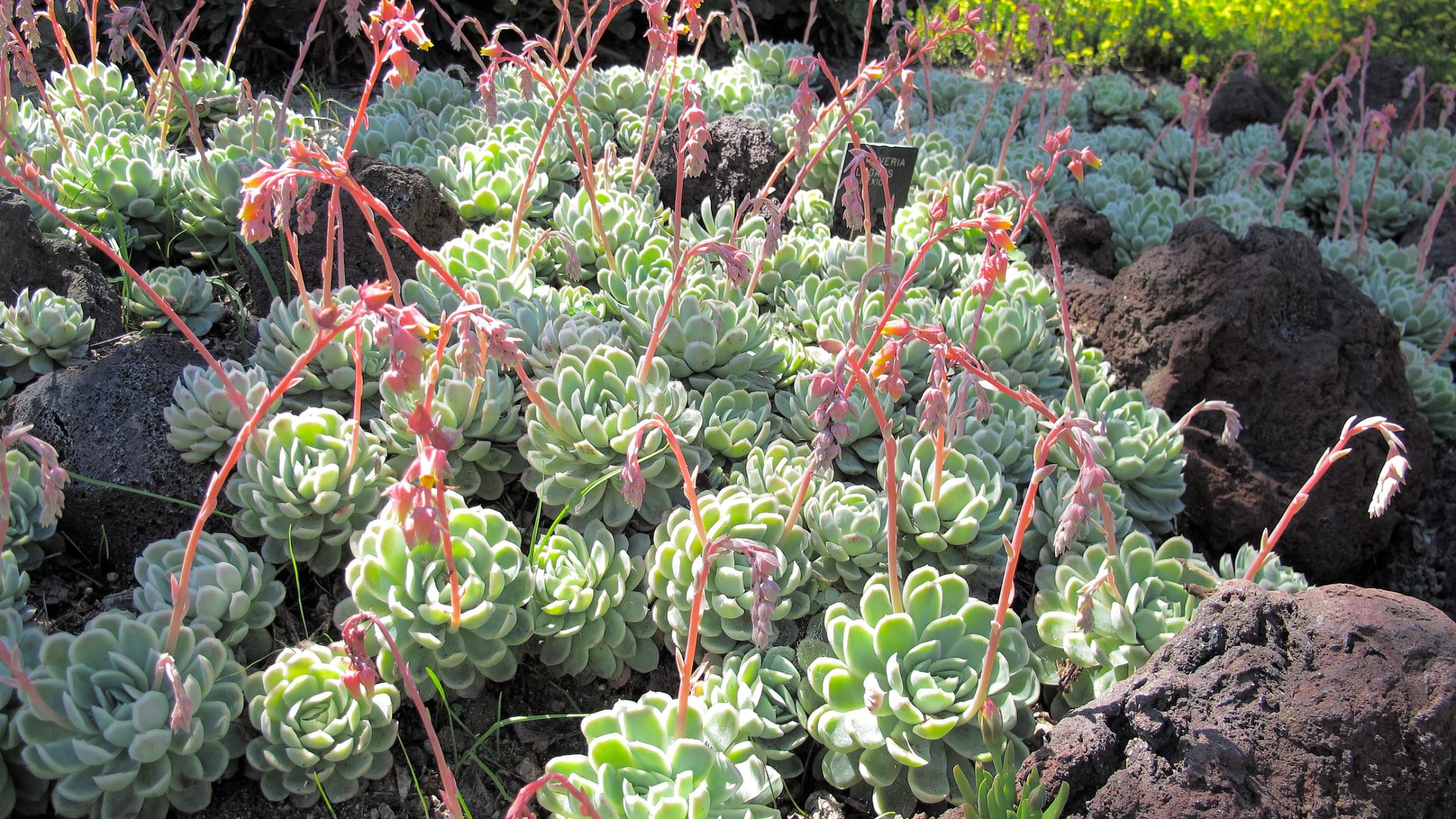 Echeveria (Echeveria elegans)
