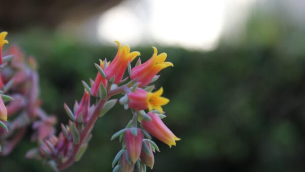 Cómo cuidar la echeveria (Echeveria elegans)