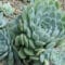 Cómo cuidar la echeveria (Echeveria elegans)