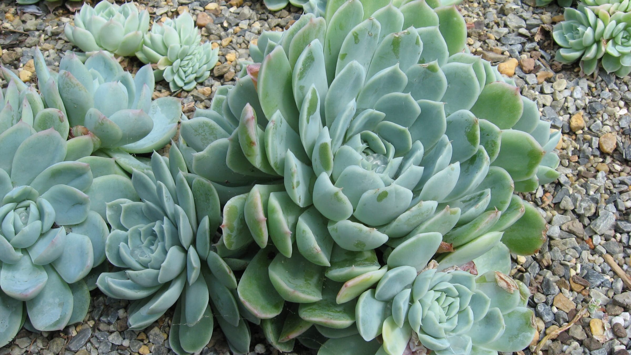 Echeveria (Echeveria elegans)