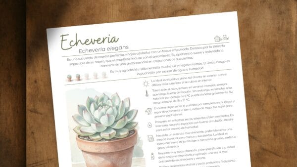 Cómo cuidar la echeveria (Echeveria elegans)