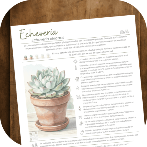 Cómo cuidar la echeveria (Echeveria elegans)