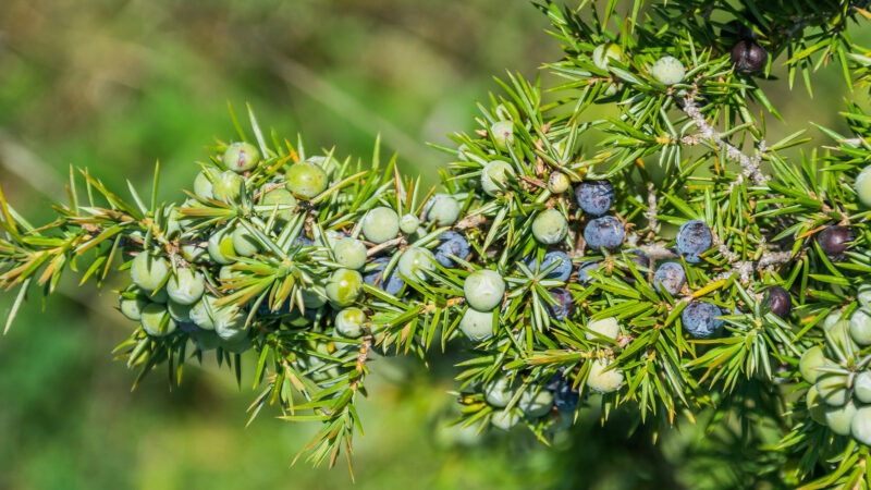 Cómo cuidar el enebro (Juniperus communis)