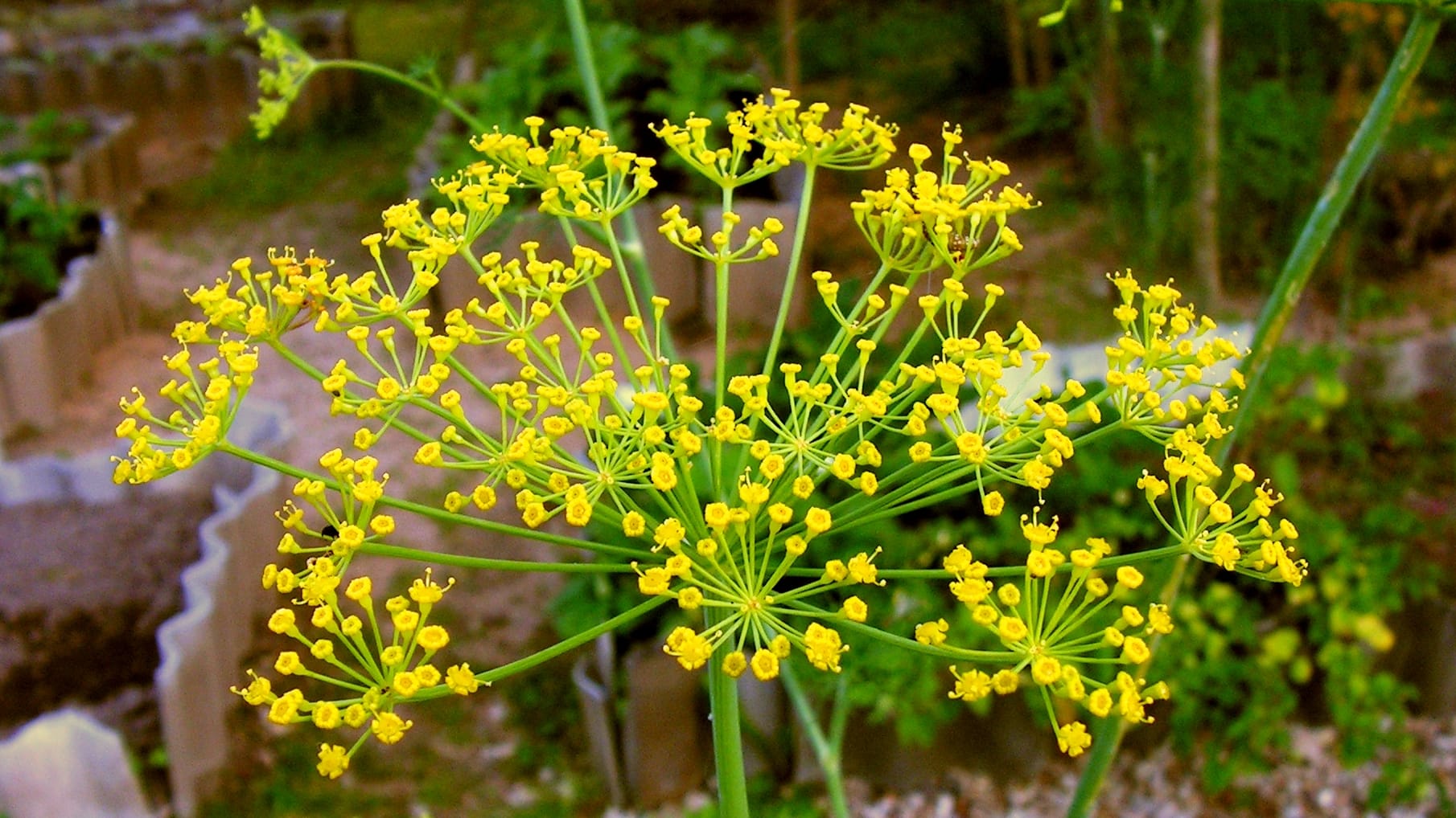 Eneldo (Anethum graveolens)