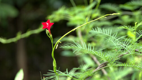 Cómo cuidar la enredadera ciprés (Ipomoea quamoclit)