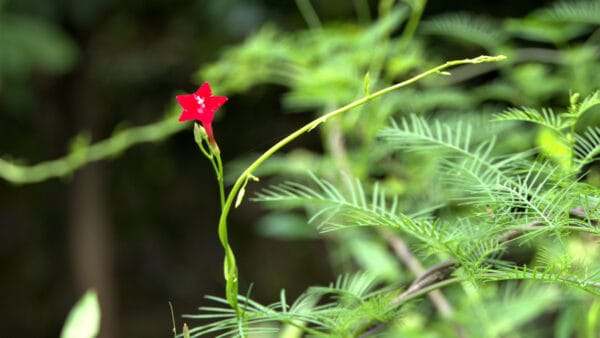 Cómo cuidar la enredadera ciprés (Ipomoea quamoclit)