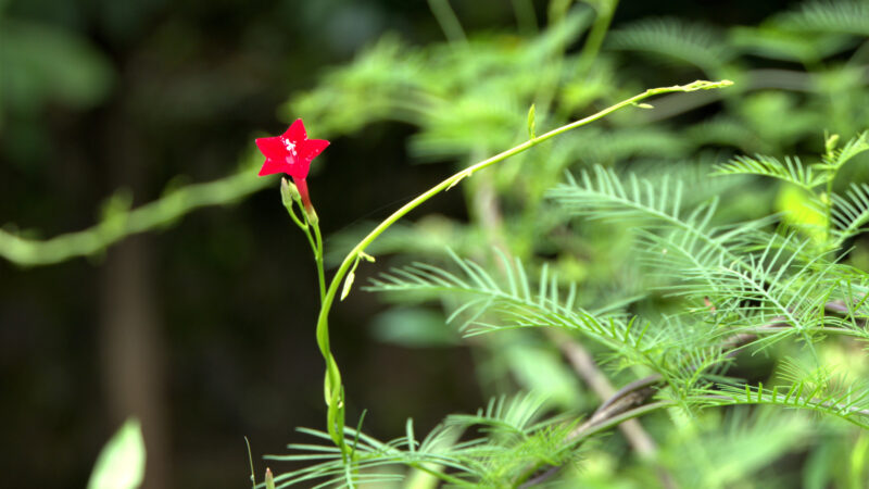Cómo cuidar la enredadera ciprés (Ipomoea quamoclit)