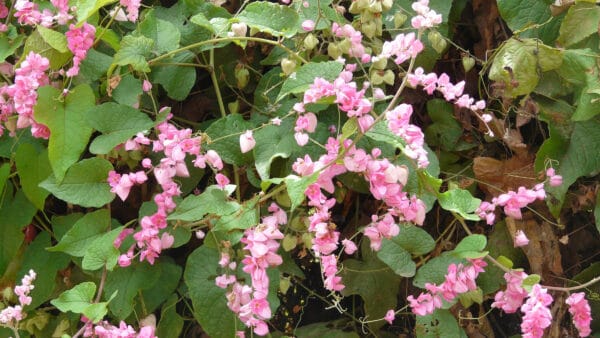 Cómo cuidar la enredadera coral (Antigonon leptopus)