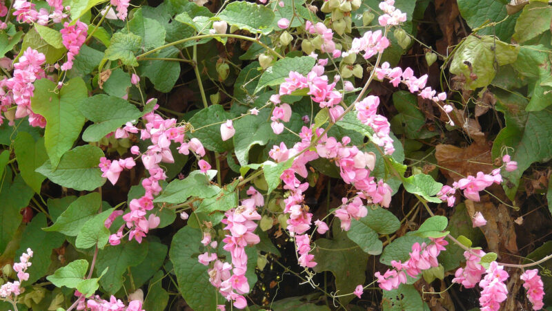 Cómo cuidar la enredadera coral (Antigonon leptopus)