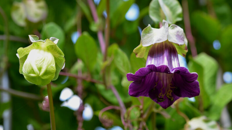 Cómo cuidar la enredadera de campanas (Cobaea scandens)