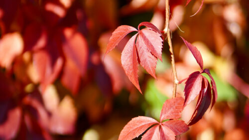 Cómo cuidar la enredadera de virginia (Parthenocissus quinquefolia)