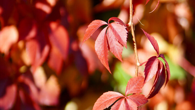 Cómo cuidar la enredadera de virginia (Parthenocissus quinquefolia)