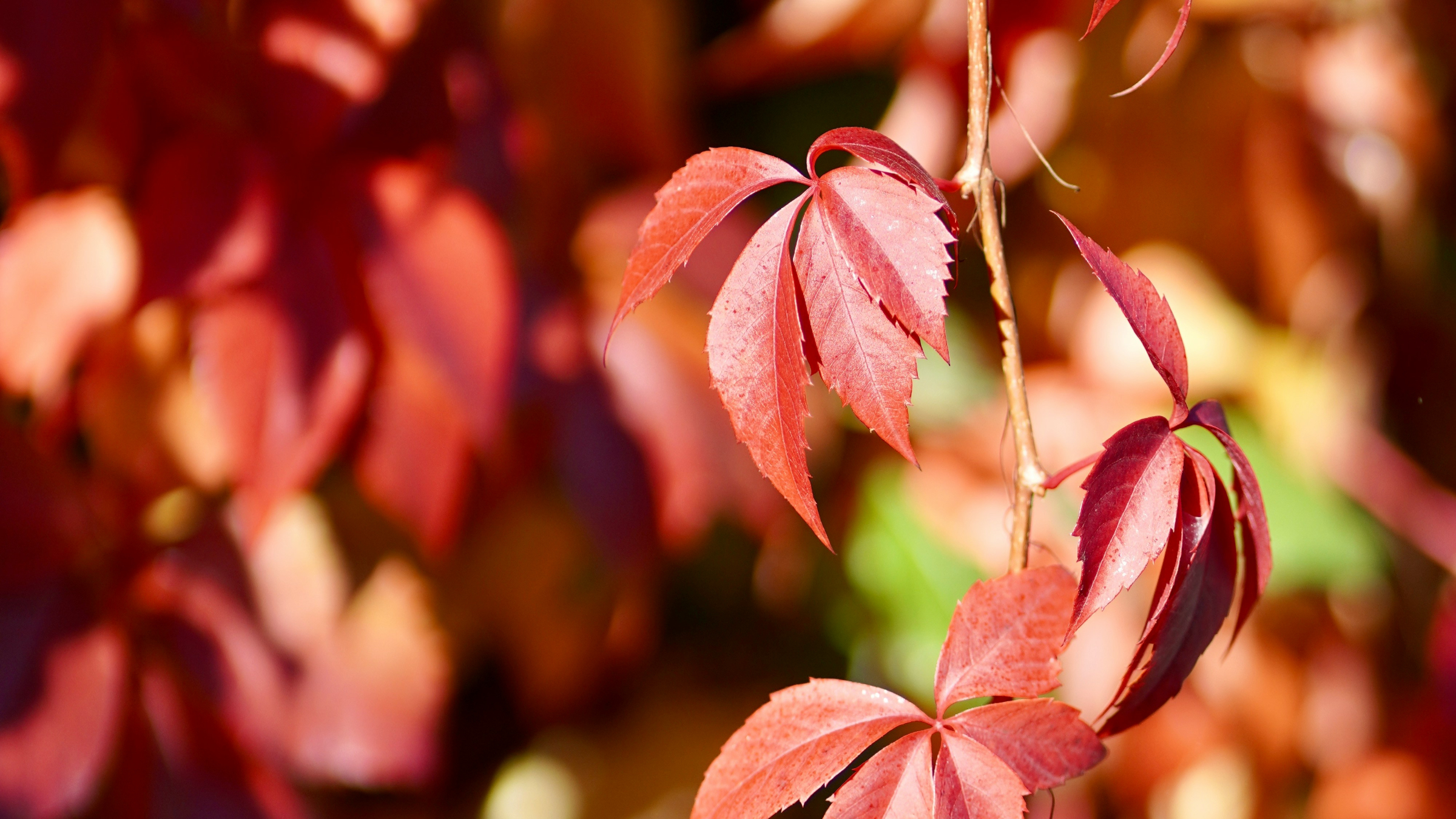 Enredadera de virginia (Parthenocissus quinquefolia)