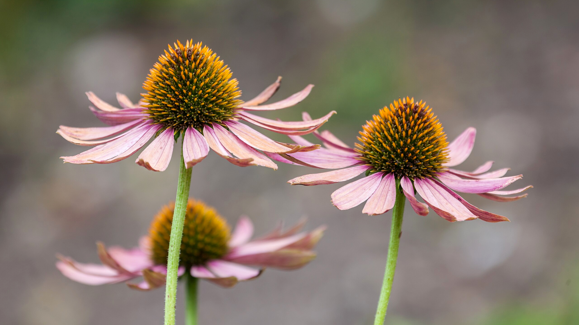 Equinácea (Echinacea purpurea)