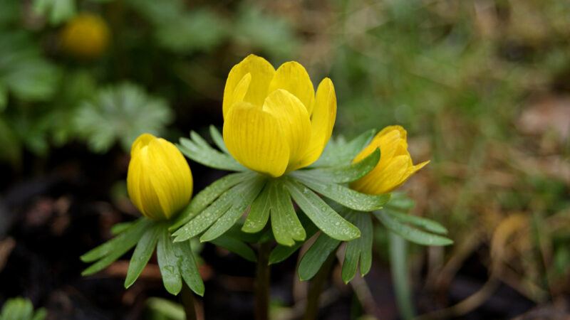 Cómo cuidar el eranthis (Eranthis hyemalis)