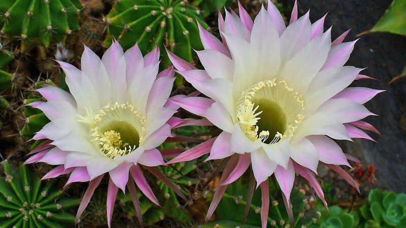 Cómo cuidar el erizo rosa (Echinopsis oxygona)