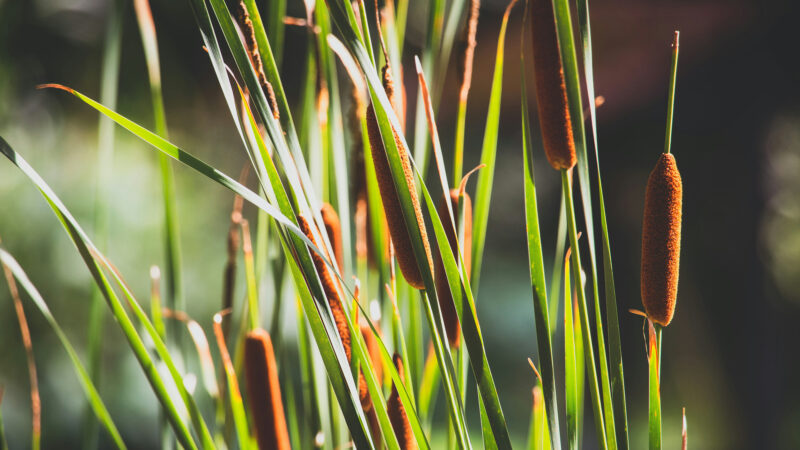 Cómo cuidar la espadaña (Typha latifolia)
