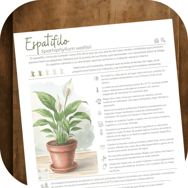 Cómo cuidar el espatifilo (Spathiphyllum wallisii)