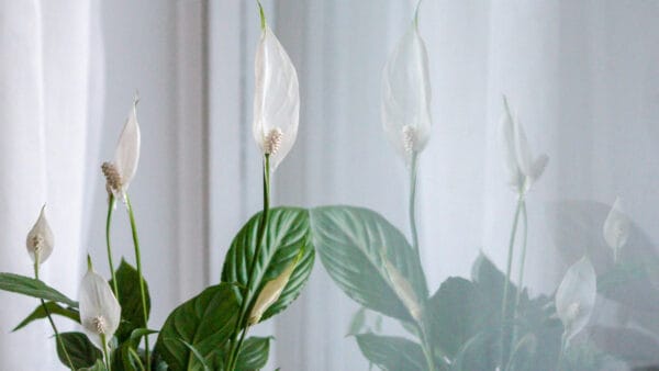 Cómo cuidar el espatifilo (Spathiphyllum wallisii)