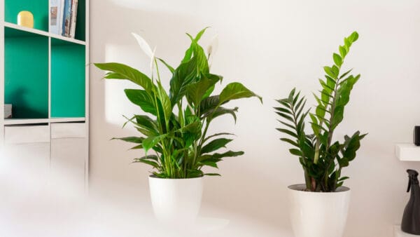 Cómo cuidar el espatifilo (Spathiphyllum wallisii)