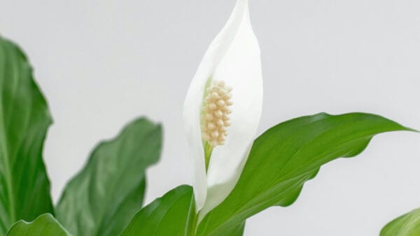 Cómo cuidar el espatifilo (Spathiphyllum wallisii)