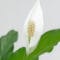 Cómo cuidar el espatifilo (Spathiphyllum wallisii)