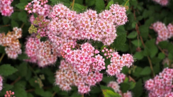 Cómo cuidar la espirea japonesa (Spiraea japonica)