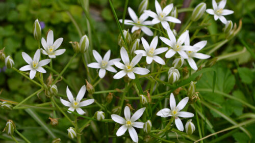 Cómo cuidar la estrella de belén (Ornithogalum umbellatum)
