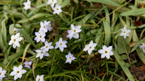 Cómo cuidar la estrella de primavera (Ipheion uniflorum)