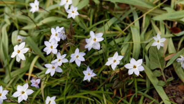 Cómo cuidar la estrella de primavera (Ipheion uniflorum)