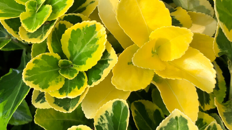 Cómo cuidar el evónimo japonés (Euonymus japonicus)