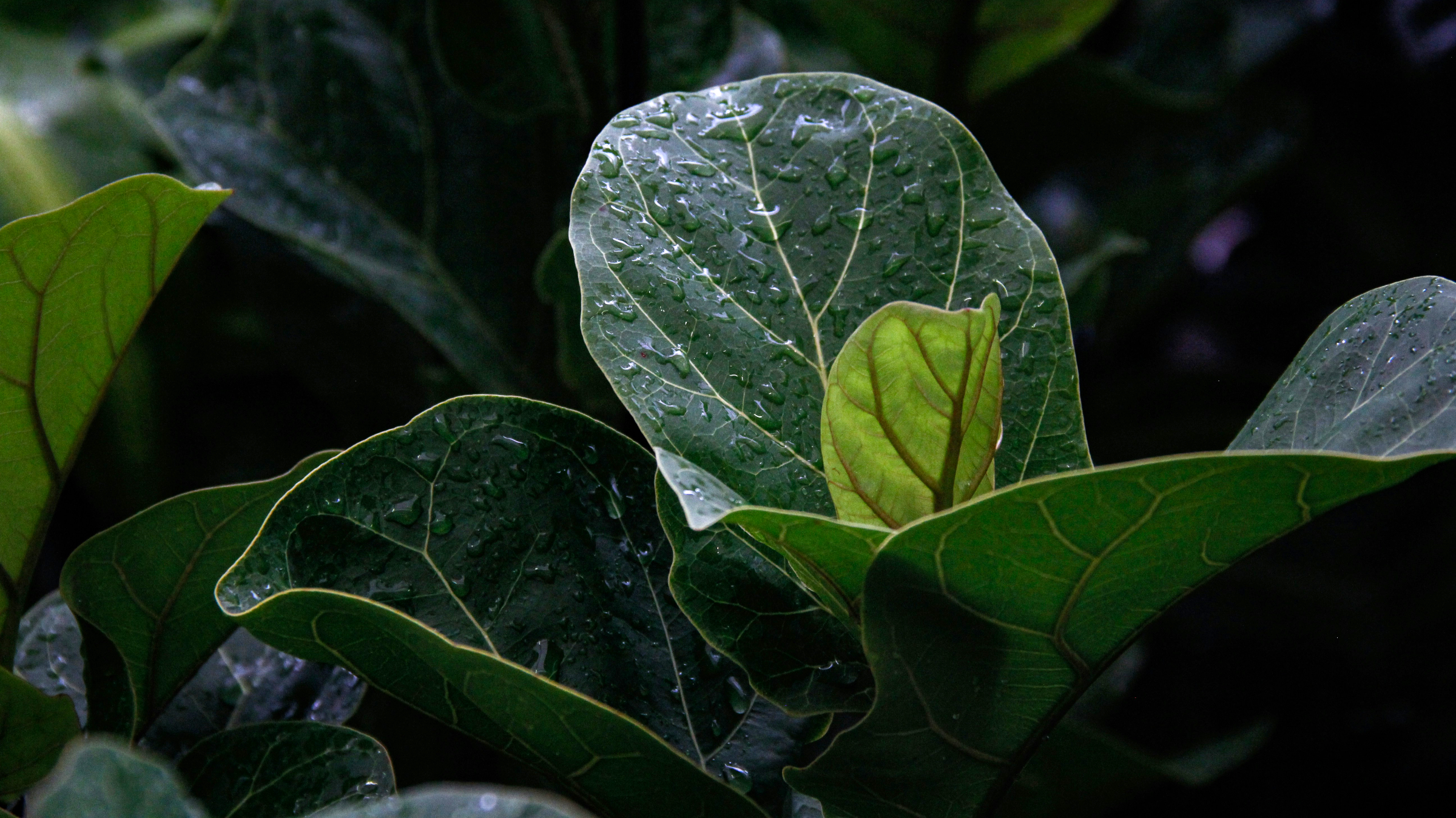 Ficus lira (Ficus lyrata)