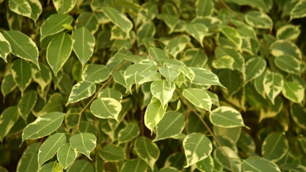 Cómo cuidar el ficus benjamina (Ficus benjamina)