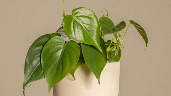 Cómo cuidar el filodendro trepador (Philodendron hederaceum)