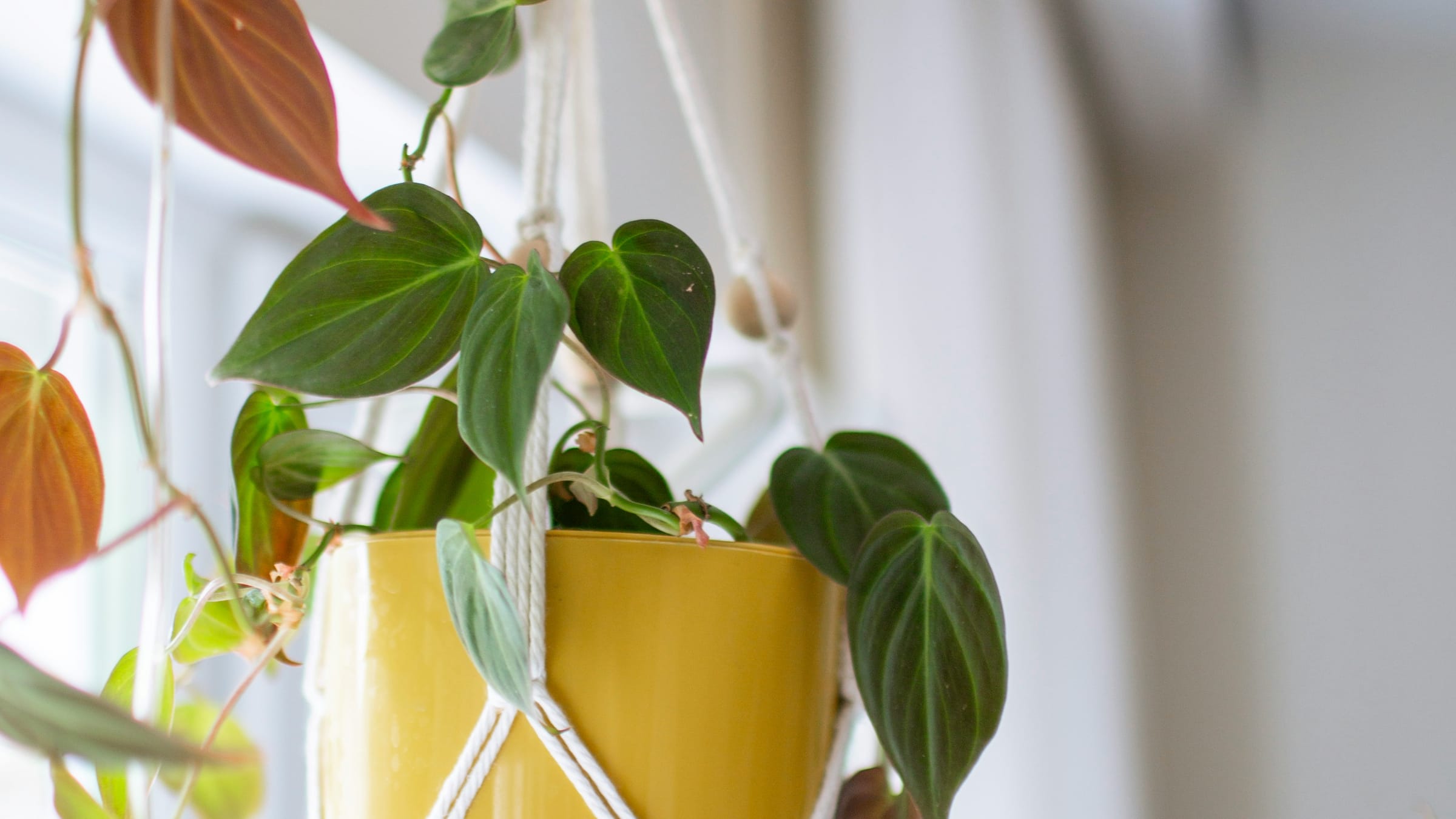 Filodendro trepador (Philodendron hederaceum)