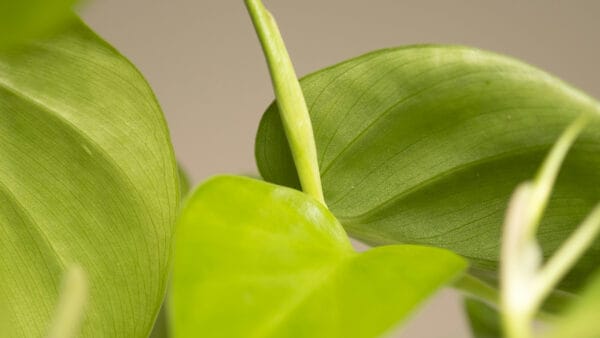 Cómo cuidar el filodendro trepador (Philodendron hederaceum)