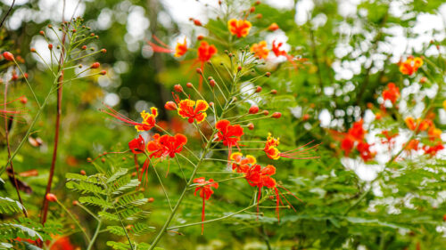 Cómo cuidar el flamboyán (Delonix regia)