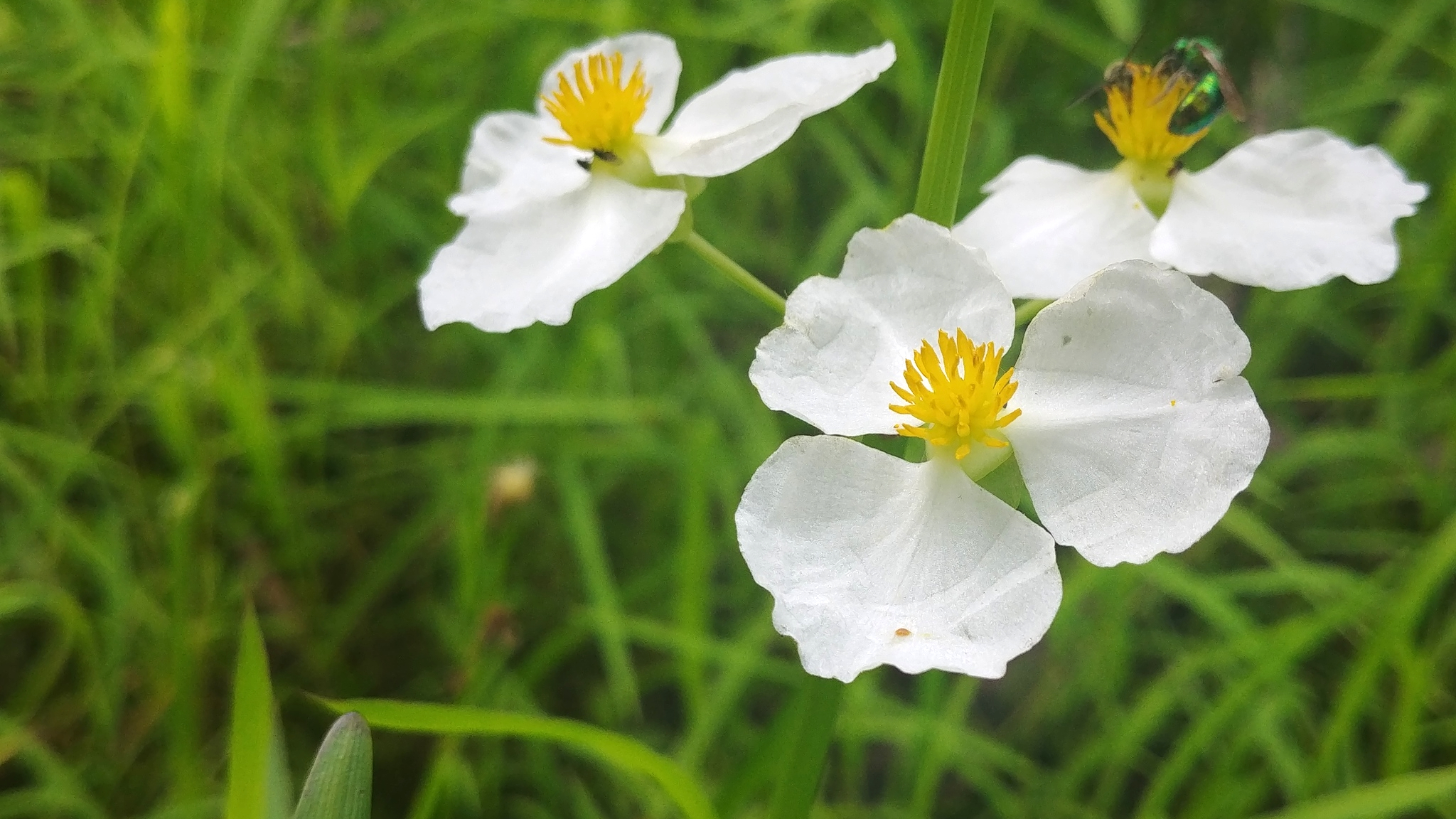 Flecha de agua (Sagittaria latifolia)