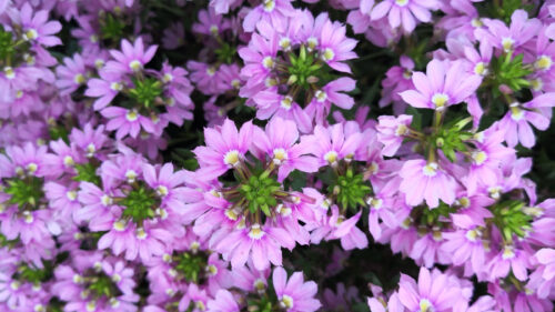 Cómo cuidar la flor de abanico (Scaevola aemula)