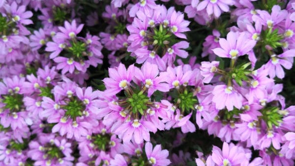 Cómo cuidar la flor de abanico (Scaevola aemula)