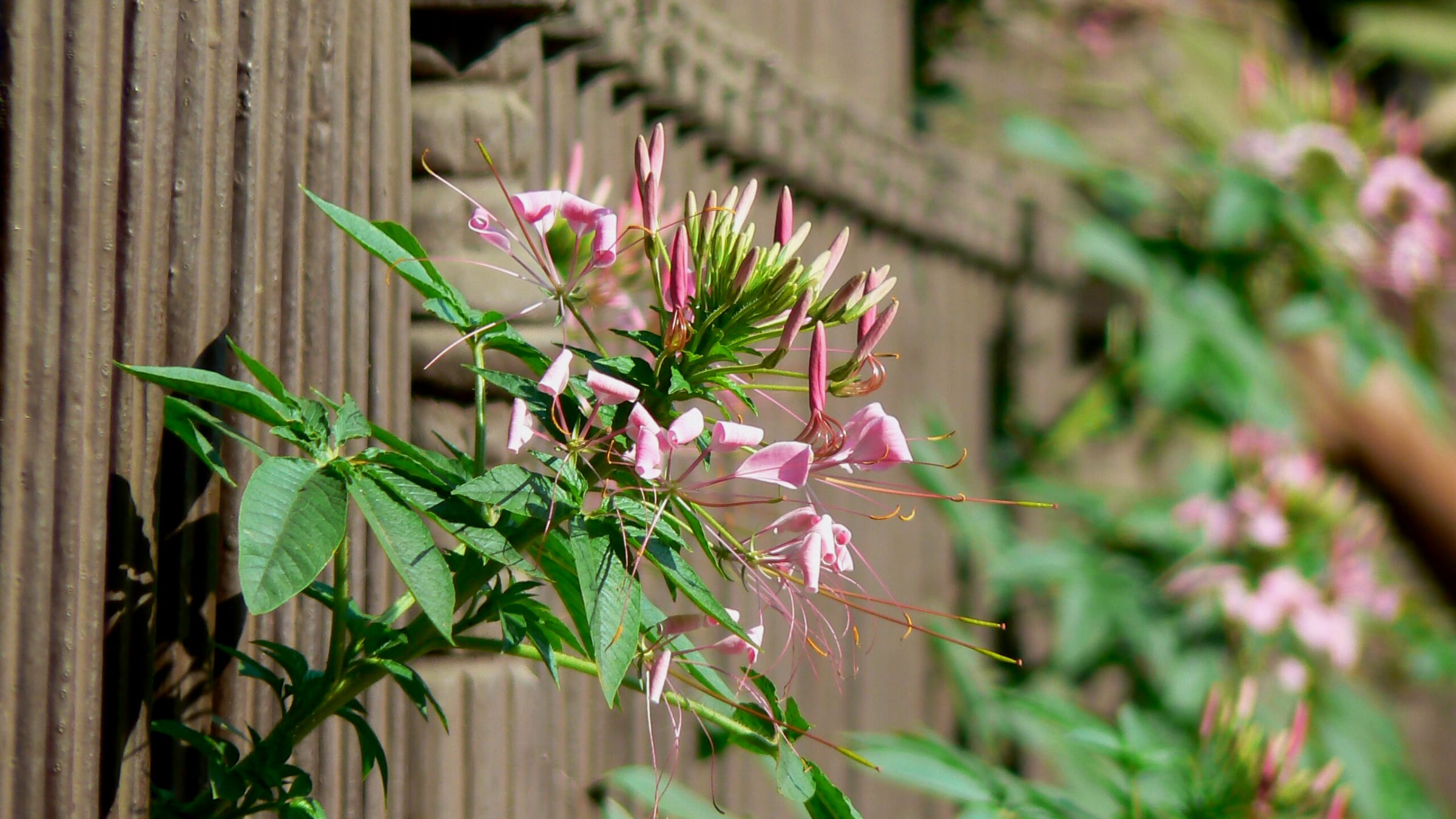 Flor de araña (Cleome hassleriana)