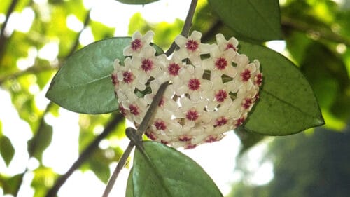 Cómo cuidar la flor de cera (Hoya carnosa)