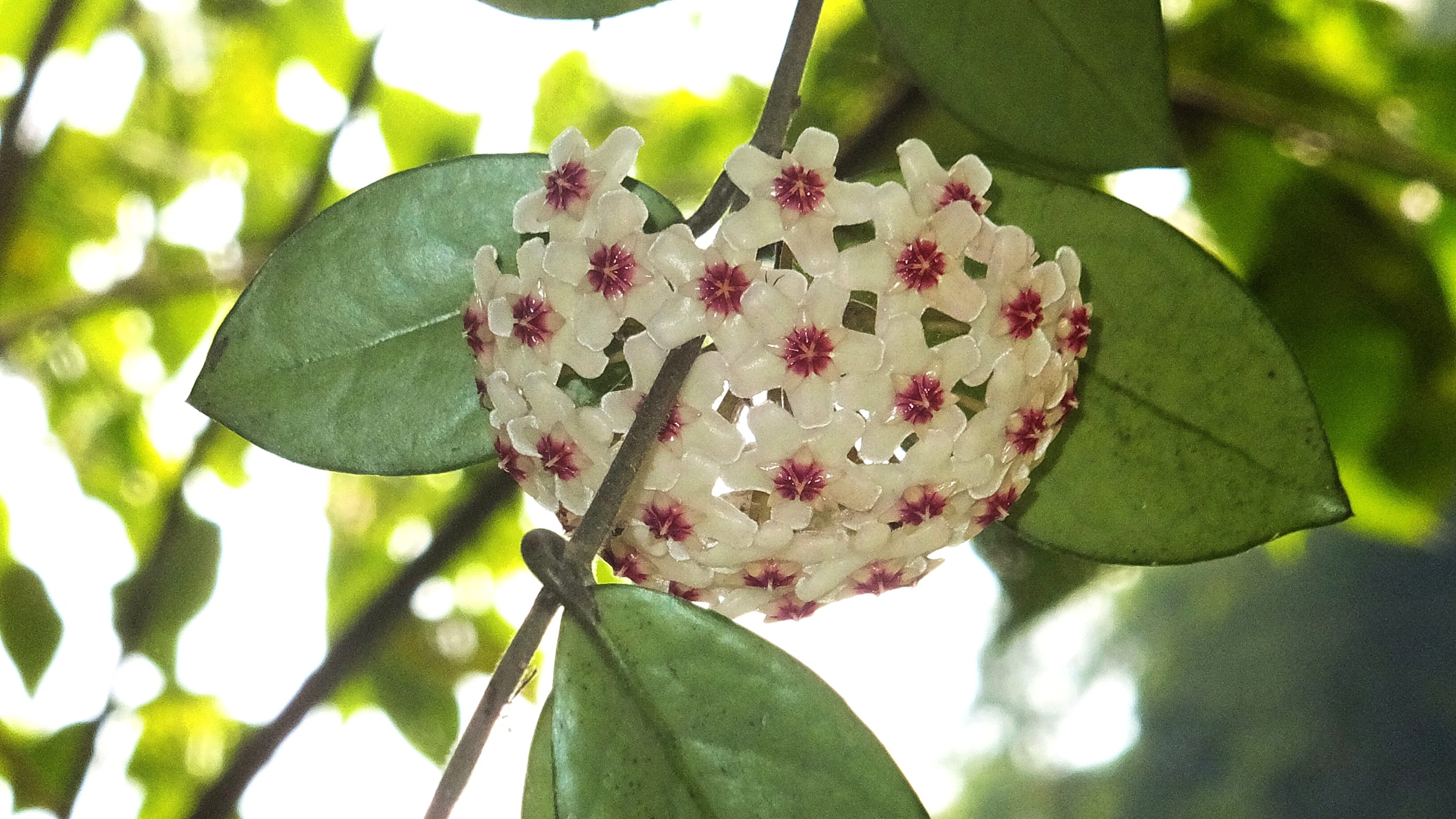 Flor de cera (Hoya carnosa)