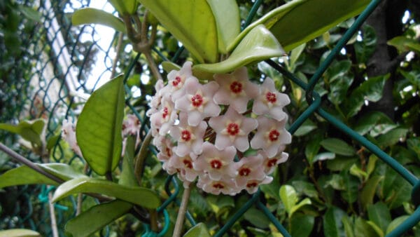 Cómo cuidar la flor de cera (Hoya carnosa)