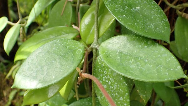 Cómo cuidar la flor de cera (Hoya carnosa)