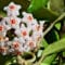 Cómo cuidar la flor de cera (Hoya carnosa)