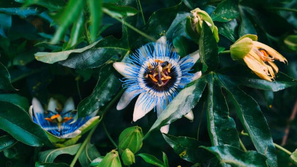 Cómo cuidar la flor de la Pasión (Passiflora caerulea)