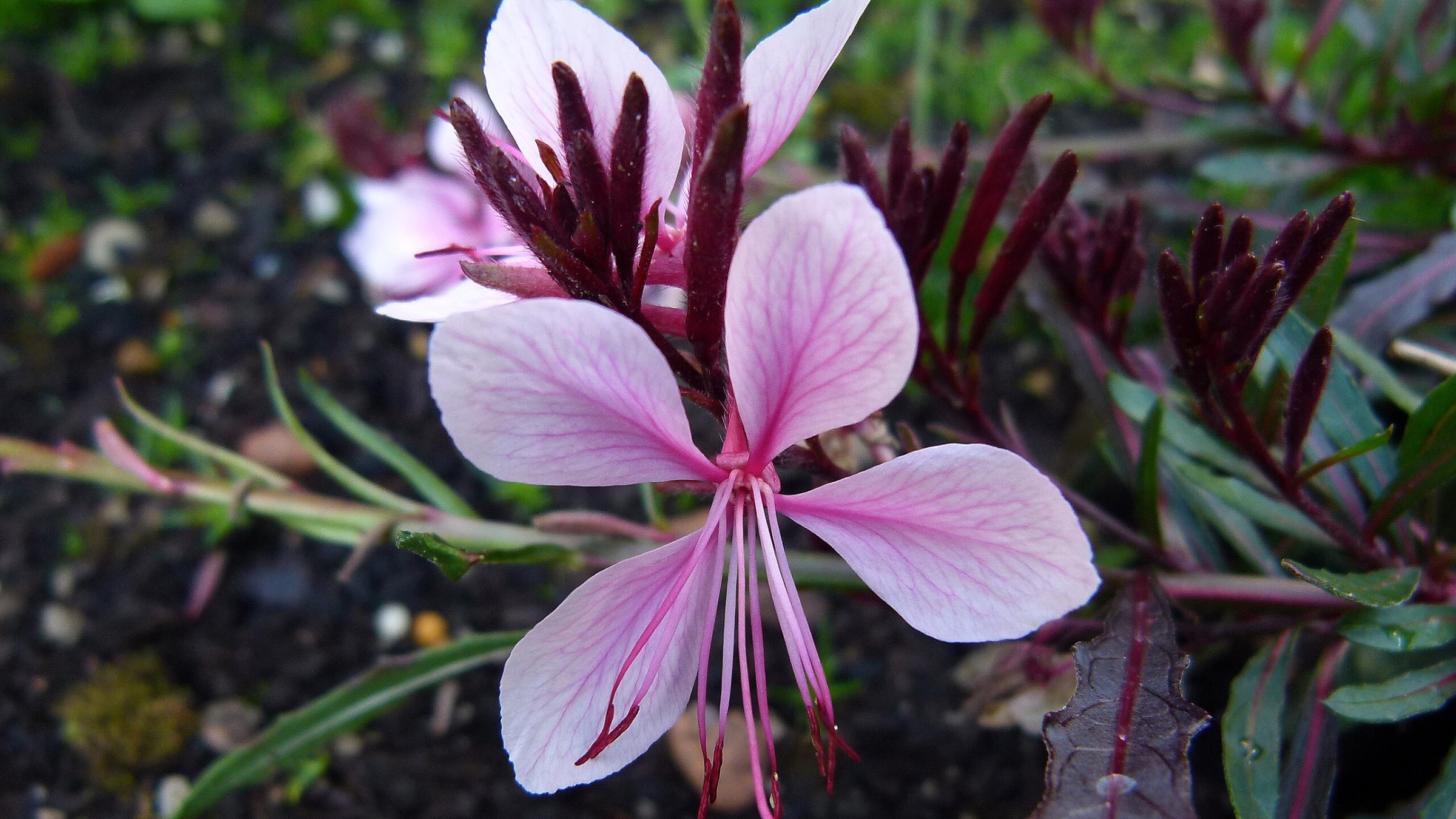 Flor de las mariposas (Gaura lindheimeri)
