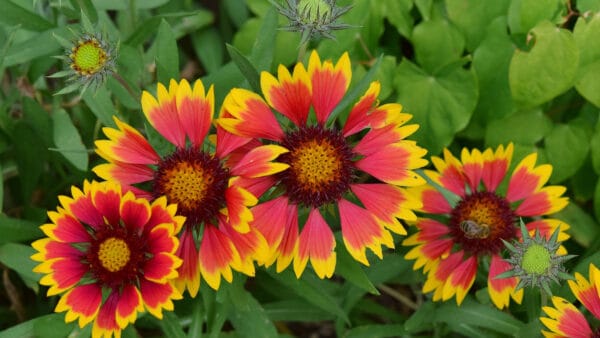 Cómo cuidar la flor de manta (Gaillardia pulchella)
