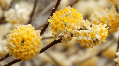 Cómo cuidar la flor de papel (Edgeworthia chrysantha)